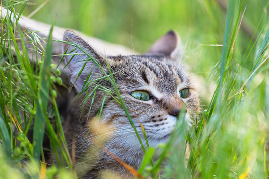 Alimentos Refrescantes para Gatos en Épocas Calurosas - My Purrfectoy