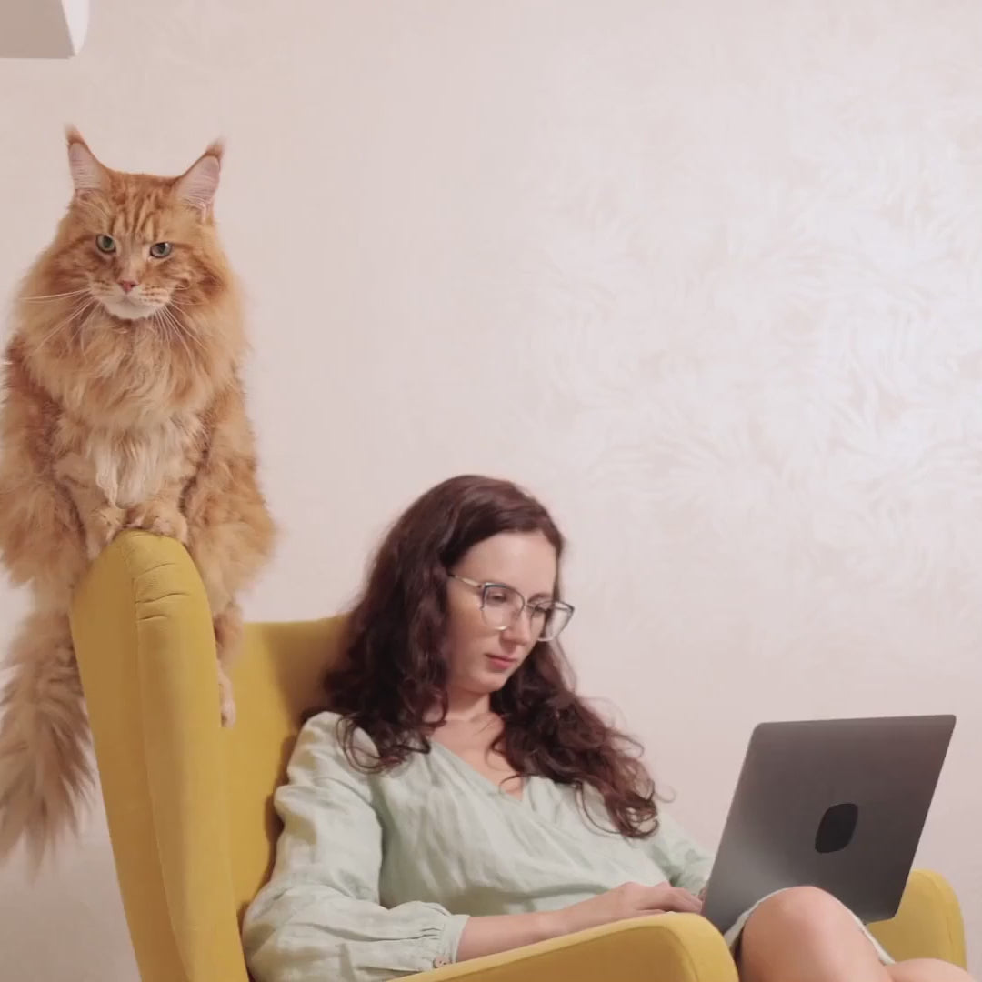 Cargar video: Producto juguete interactivo para gatos Purrfectoy
